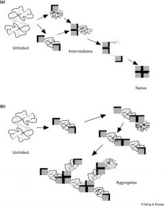 Protein production