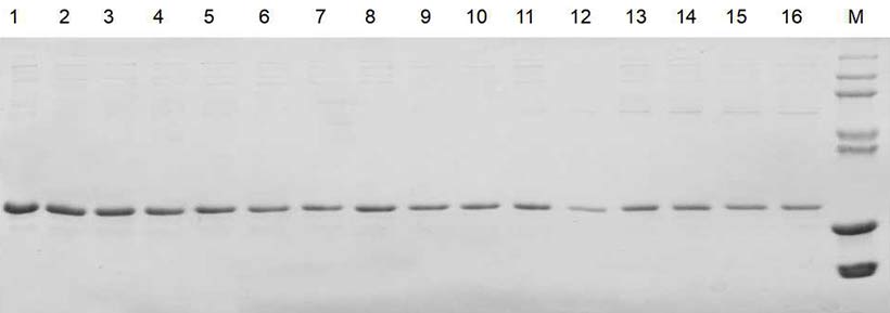 Tag-free protein purification