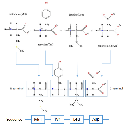 Chemical Peptide Synthesis Process