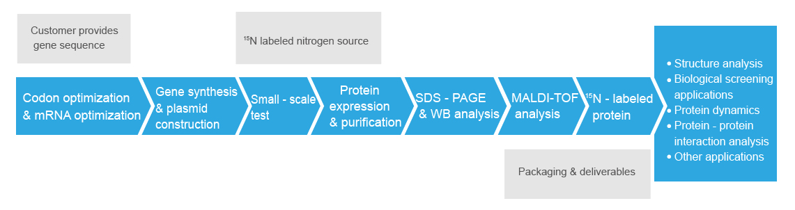 labeled-protein-expression-process
