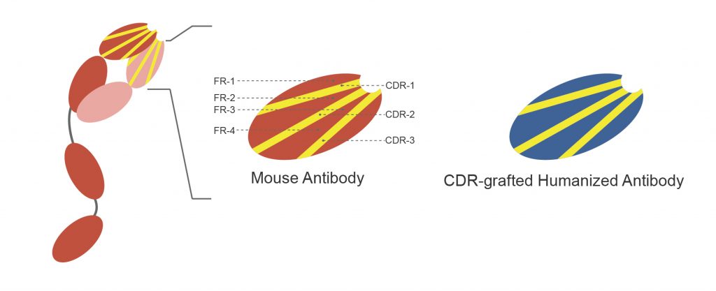 Antibody Humanization Design and Production