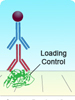 loading controls polyclonal antibodies
