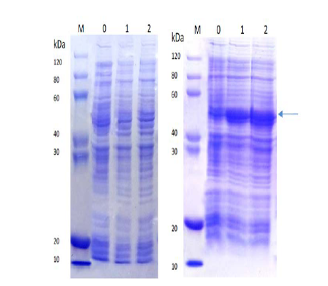 Comparison of SDS-PAGE analysis of target protein expression