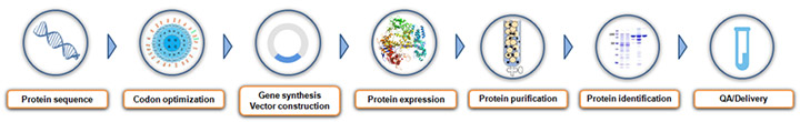 bacterial protein expression service process