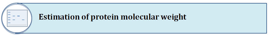 Estimation of protein molecular weight