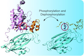 Phospho-specific Antibodies