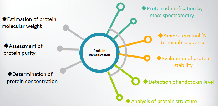 Protein identification and characterization