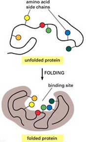 Protein Refolding