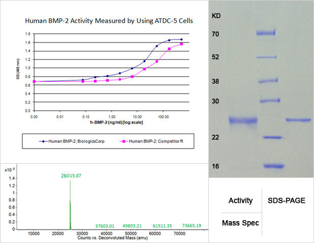 rhbmp-2 activity, mass specification and sds-page