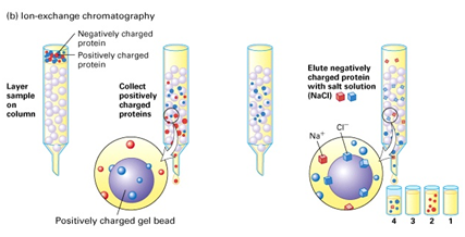 protein-purification-methods-Based-on-net-charge-method
