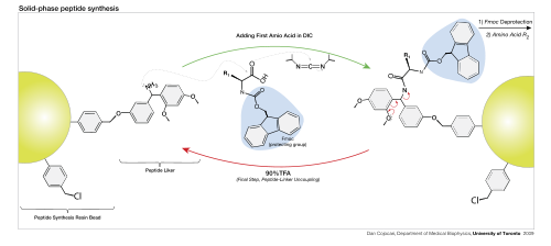 Peptide Synthesis