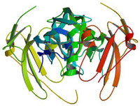 Structure of Active BMP-2