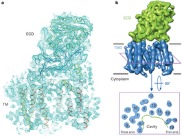 γ-secretase complex crystal structure