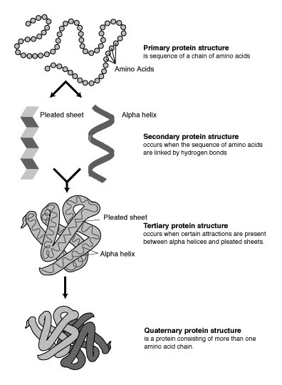 Protein Structure Prediction Introduction