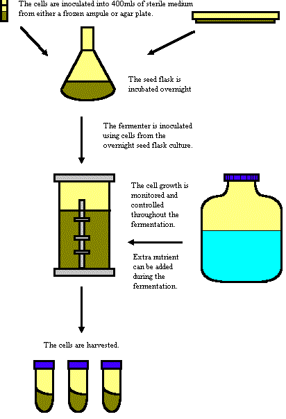 fermentation-process