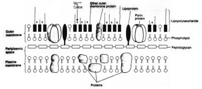 endotoxin definition