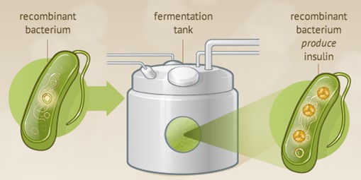 recombinant-protein-fed-batch-fermentation-technology