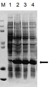 Tag-free protein production