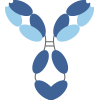 chimeric antibody construction