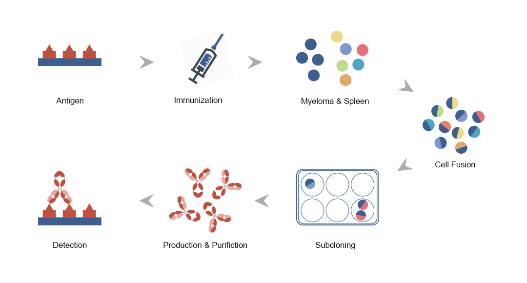 Monoclonal Antibody Production