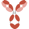 chimeric antibody