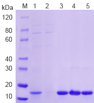 mammalian-system-case-15kda