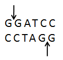Avoided-restriction-enzymes