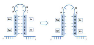 mrna structure optimization case study