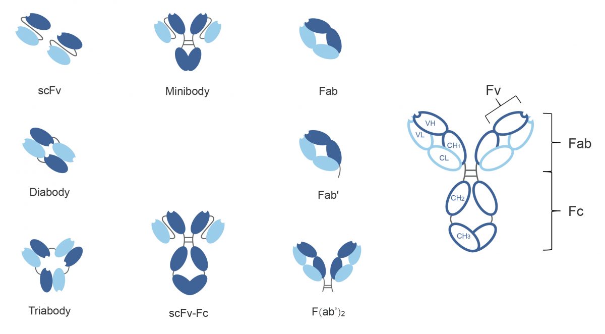 scFv antibody production