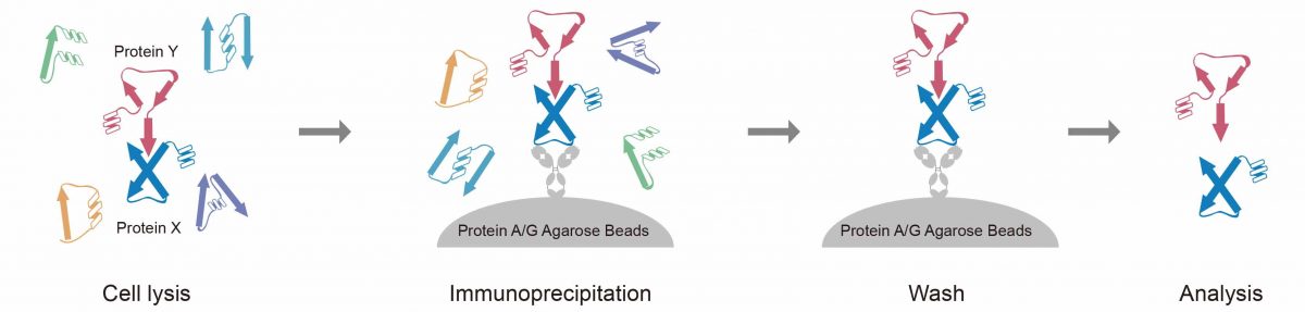 Co-Immunoprecipitation