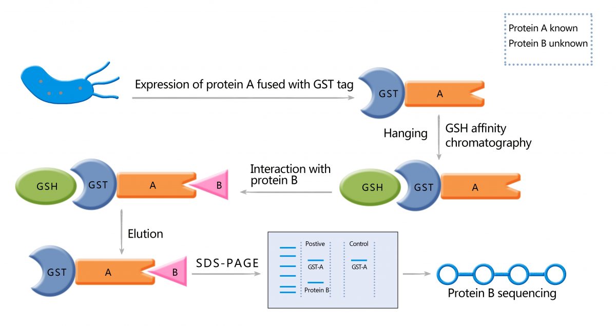 GST-pull-downs