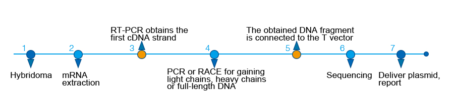 hybridoma sequencing