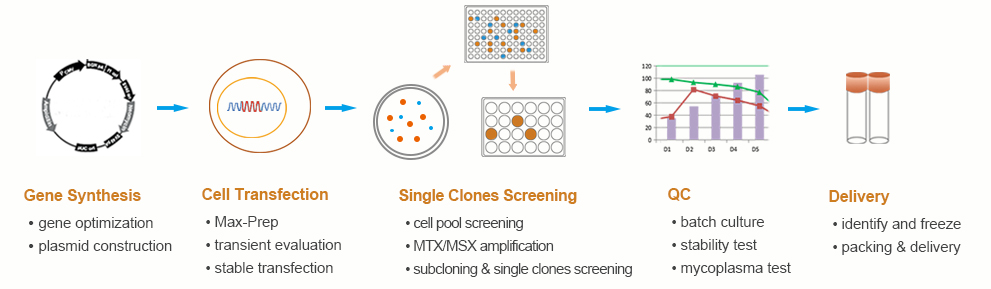 cell line construction