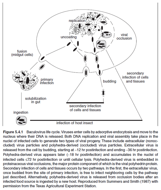 overview-of-protein-expression-and-purification-figure5.4.1