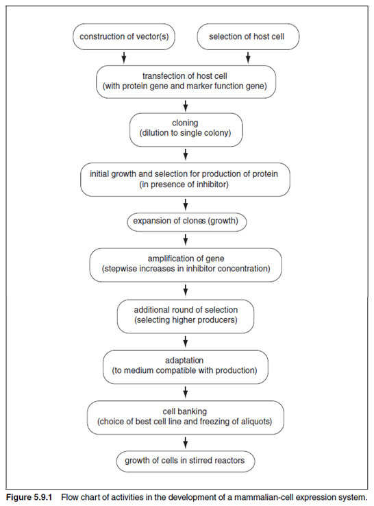 overview-of-protein-expression-and-purification-figure5.9.1