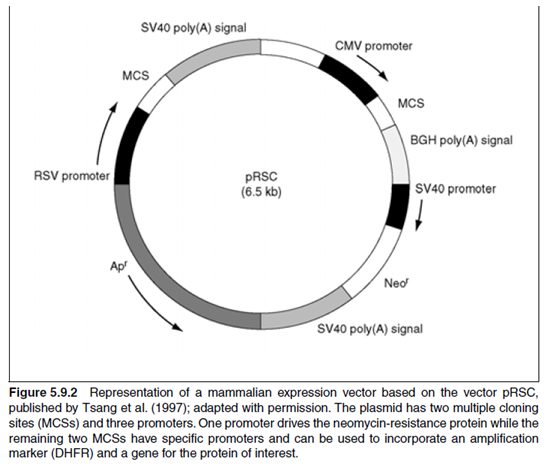 overview-of-protein-expression-and-purification-figure5.9.2
