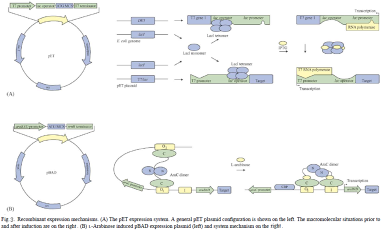 protein-expression-promoter-strength