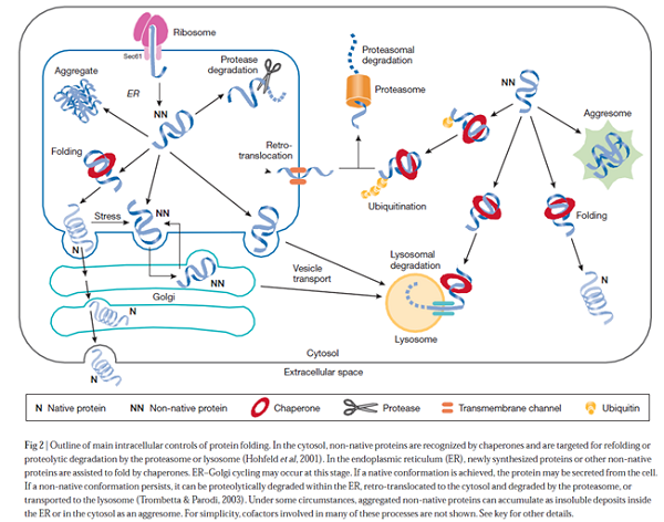 protein-expression-protein-refolding