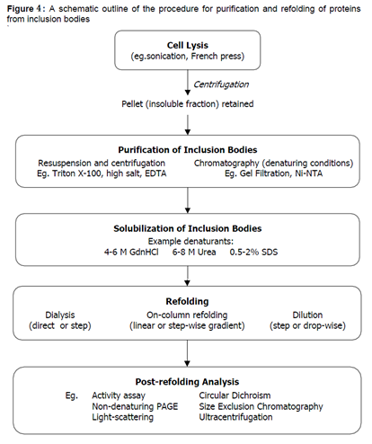 protein-expression-refolding-of-solubilized-and-unfolded-proteins