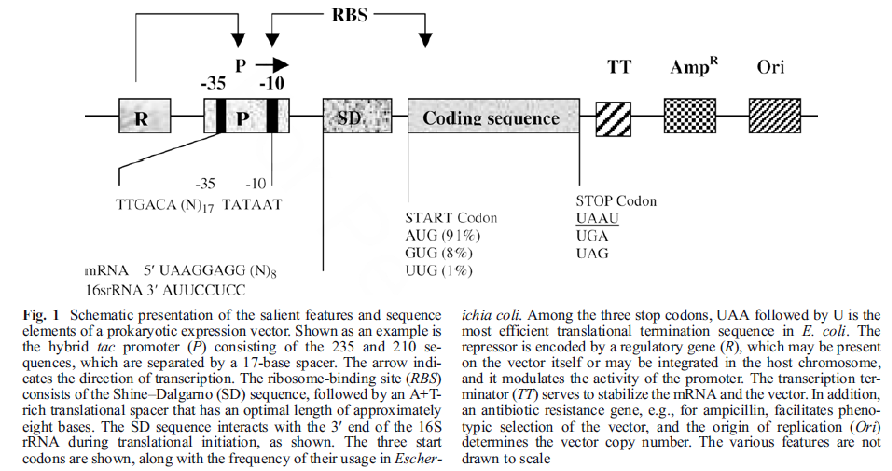 protein-expression-vectors-design-consideration