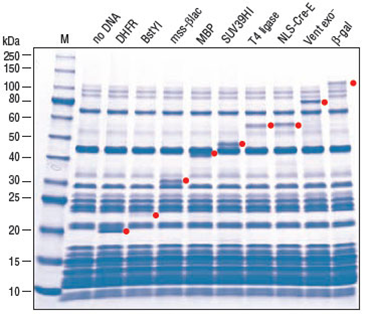 protein-production-size-of-a-gene-or-protein