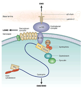 protein-purification-intracellular-cytoplasmic-proteins