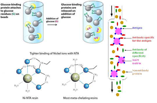 protein-purification-method-based-on-bioproperties-affinity