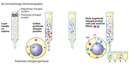 protein-purification-method-based-on-net-charge