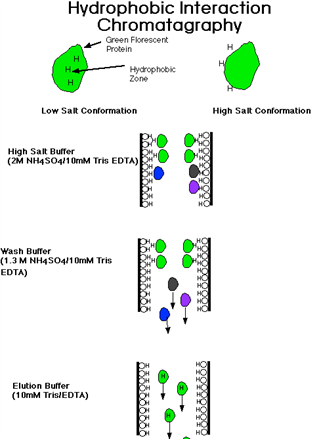 protein-purification-method-based-on-surface-features-of-proteins