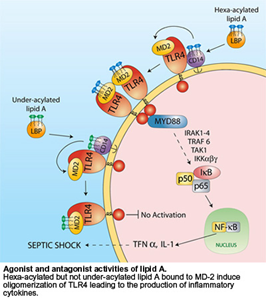 protein-purification-soluble-extracellular-proteins