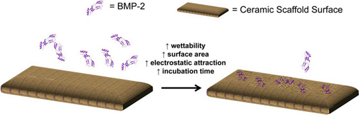 rhbmp-2-figure-1-1