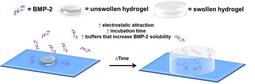 rhbmp-2-figure-1-2