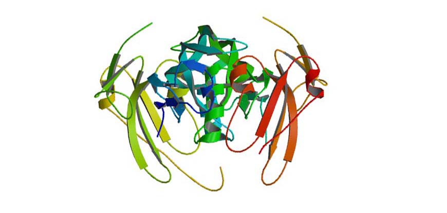 rhbmp-2 structure
