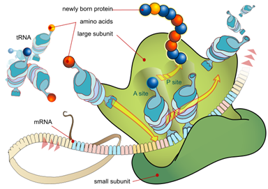 what-do-you-know-about-your-protein-membrane-post-translational-modification